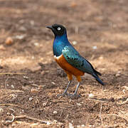 Superb Starling