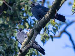 Western Jackdaw