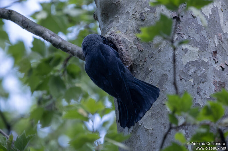 Western Jackdawadult breeding, Reproduction-nesting