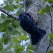 Western Jackdaw