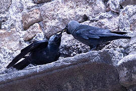 Western Jackdaw