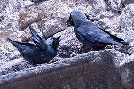 Western Jackdaw