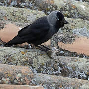 Western Jackdaw