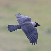 Western Jackdaw