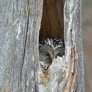 Ural Owl