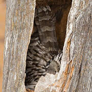 Ural Owl