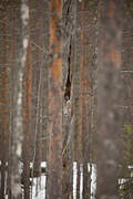 Ural Owl