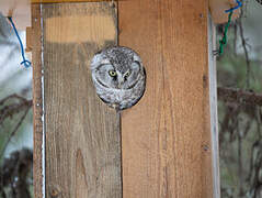 Boreal Owl