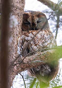 Tawny Owl