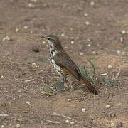 Spotted Palm Thrush