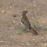 Spotted Palm Thrush