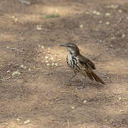 Spotted Palm Thrush