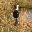 Cigogne à pattes noires