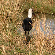 African Woolly-necked Stork