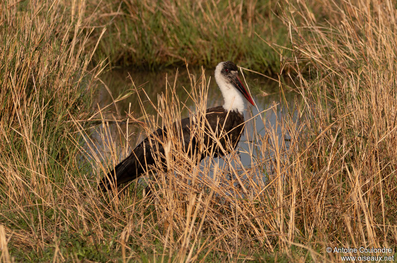 African Woolly-necked Storkadult