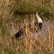 African Woolly-necked Stork