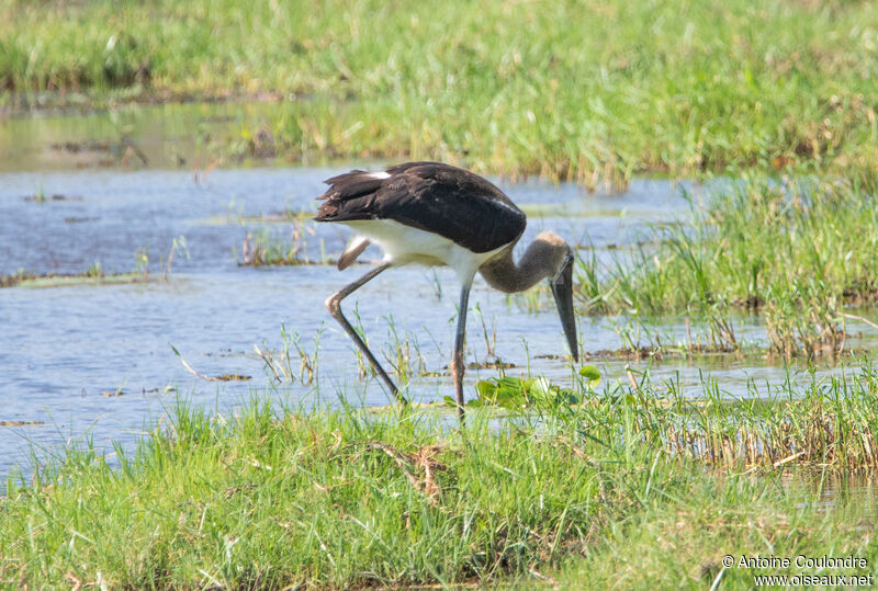 Cigogne à pattes noiresimmature