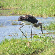 Cigogne à pattes noires