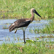 African Woolly-necked Stork