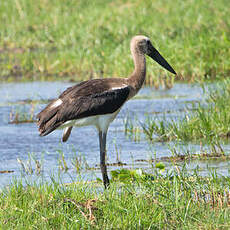 Cigogne à pattes noires