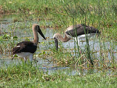 African Woolly-necked Stork