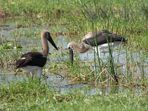 Cigogne à pattes noires