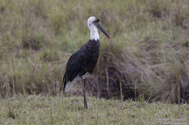 African Woolly-necked Storkadult