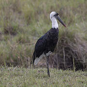 African Woolly-necked Stork