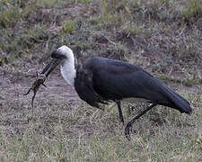 African Woolly-necked Stork