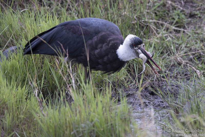 Cigogne à pattes noiresadulte, pêche/chasse, mange