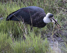 African Woolly-necked Stork