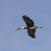 Cigogne à pattes noires