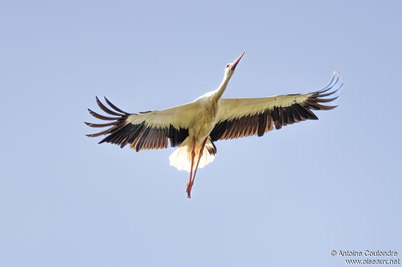 Cigogne blancheadulte, Vol