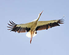 White Stork