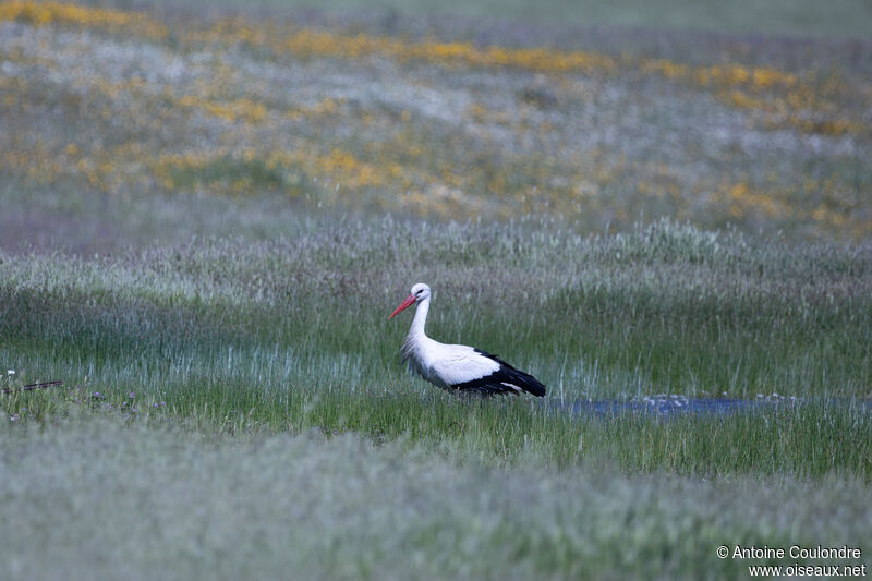 White Storkadult breeding, fishing/hunting