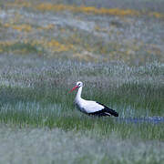 White Stork