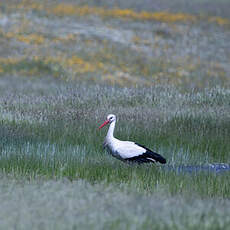 Cigogne blanche