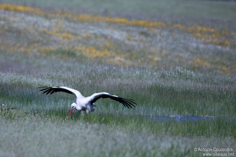 White Storkadult breeding, fishing/hunting