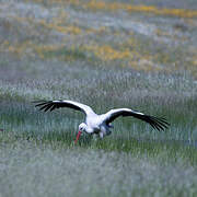 Cigogne blanche