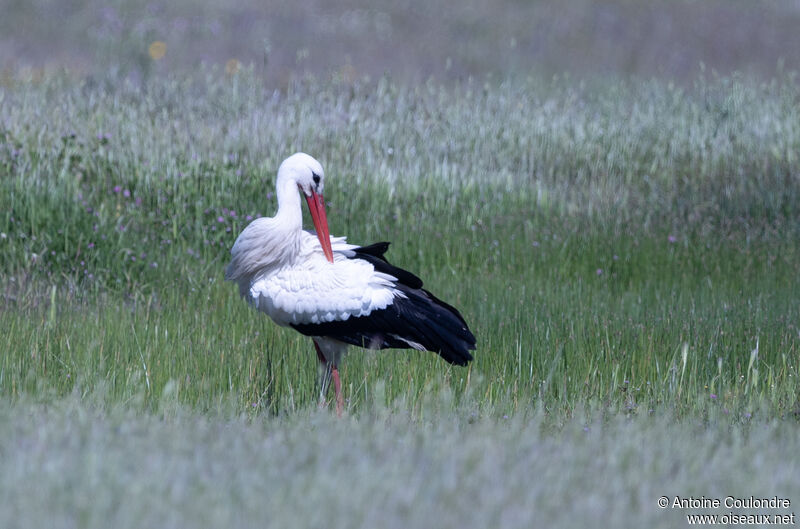 Cigogne blancheadulte nuptial