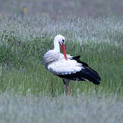 White Stork