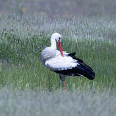 Cigogne blanche