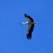 Cigogne blanche