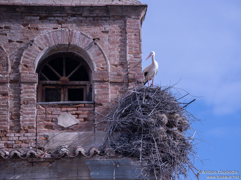 White Storkadult breeding, Reproduction-nesting