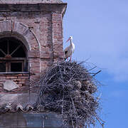 White Stork