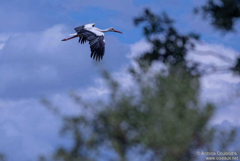 Cigogne blancheadulte, Vol