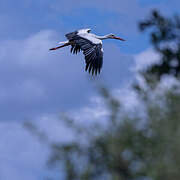 White Stork