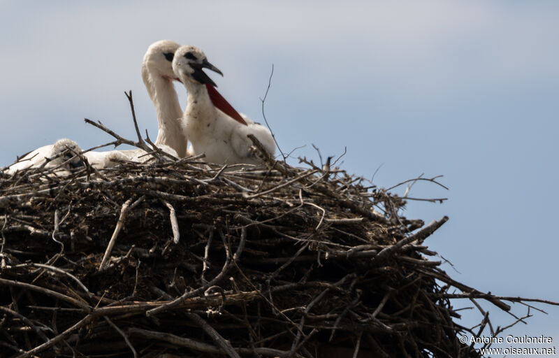 Cigogne blanche, Nidification