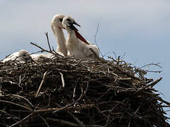 Cigogne blanche