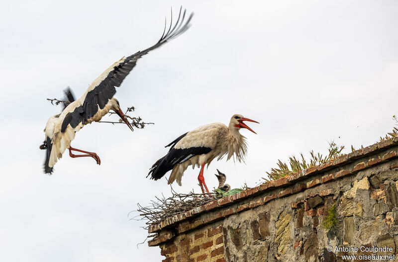 Cigogne blancheadulte nuptial, Nidification